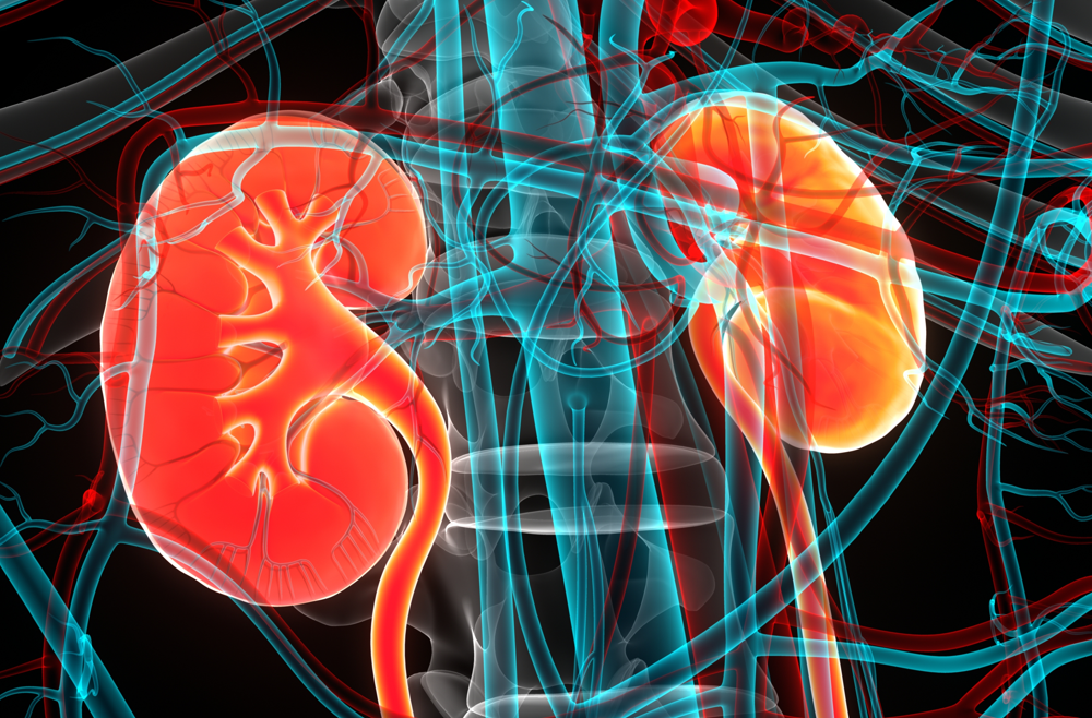 A digital illustration of kidneys in the human body.